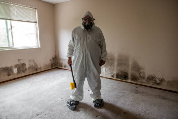 Best Emergency Mold Remediation in Benson, AZ