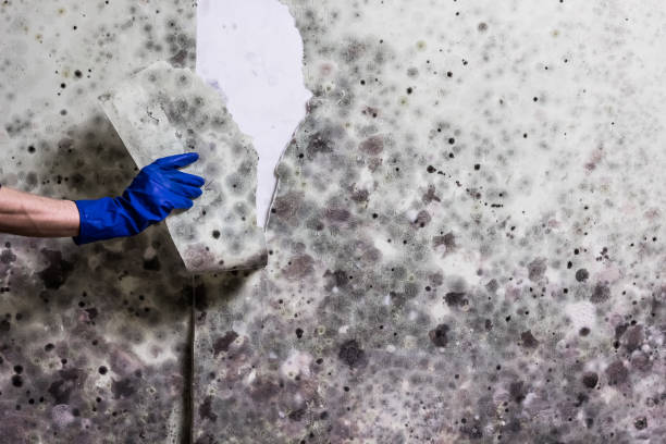 Best Attic Mold Remediation in Benson, AZ