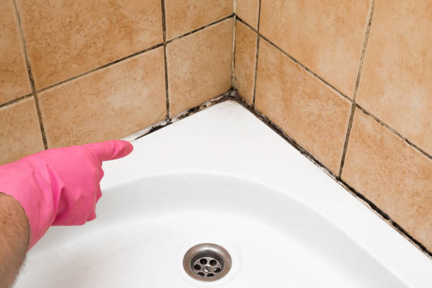 Best Commercial Mold Remediation in Benson, AZ